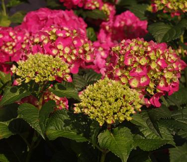 Hydrangea macrophylla Summer Crush