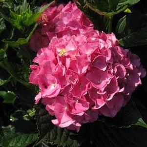 Hydrangea macrophylla Glowing Embers