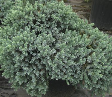 Juniperus squamata 'Blue Star' - Juniper