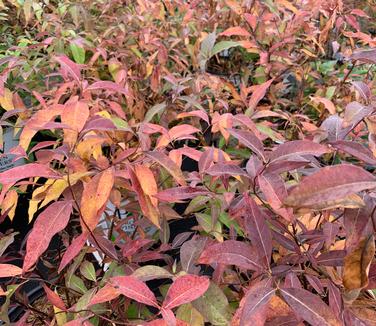 Amsonia tabernaemontana 'Storm Cloud' - Fall color