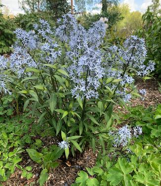 Amsonia tabernaemontana 'Storm Cloud' - Bluestar from Pleasant Run Nursery