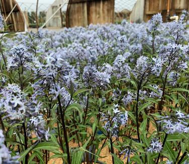 Amsonia tabernaemontana Storm Cloud 