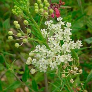 Asclepias verticillata 