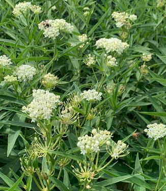 Asclepias incarnata 'Ice Ballet' - Swamp Milkweed from Pleasant Run Nursery