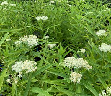 Asclepias incarnata Ice Ballet 