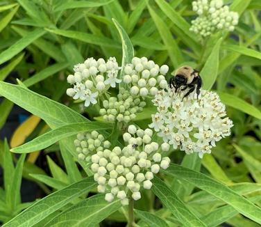 Asclepias incarnata Ice Ballet 