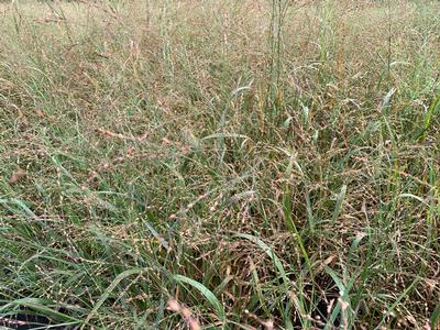 Panicum virgatum - Switchgrass from Pleasant Run Nursery