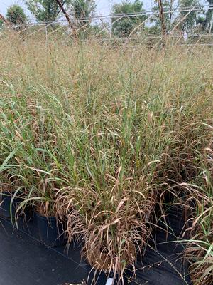 Panicum virgatum - Switchgrass from Pleasant Run Nursery