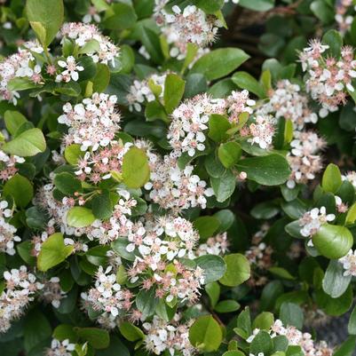 Aronia melanocarpa Low Scape Mound®