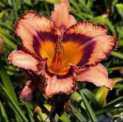 Hemerocallis Collage