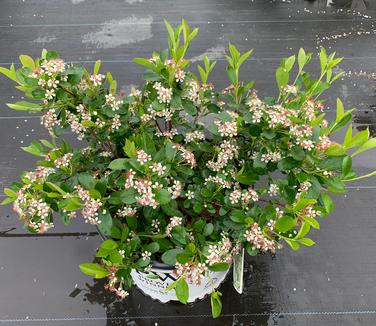 Aronia melanocarpa Ground Hug - Black Chokeberry from Pleasant Run Nursery