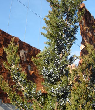Juniperus virginiana Emerald Sentinel (Highline NYC)