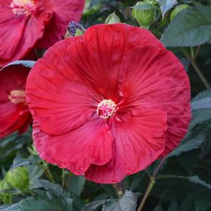 Hibiscus x Summerific® 'Cranberry Crush'