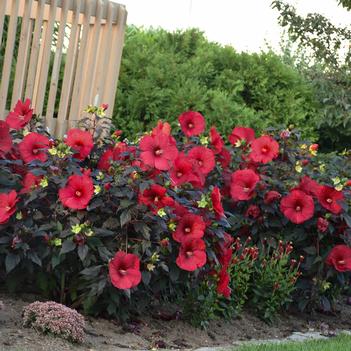 Hibiscus x Summerific Holy Grail (Photo: Walters Gardens, Inc)