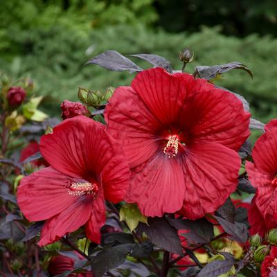 Hibiscus x Summerific Holy Grail (Photo: Walters Gardens, Inc)