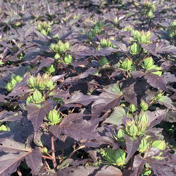 Hibiscus x 'Summerific 'Holy Grail'' - Common Mallow from Pleasant Run Nursery