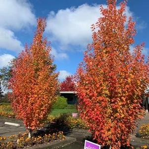 Acer rubrum Armstrong Gold®