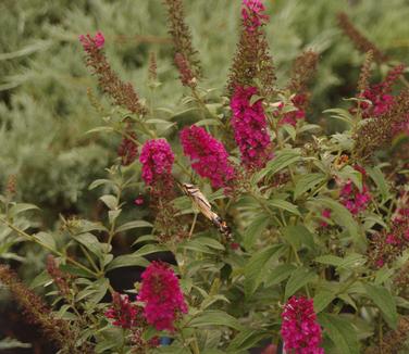 Buddleia davidii 'Miss Molly'