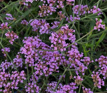 Verbena bonariensis