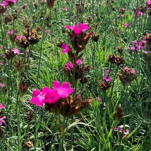 Dianthus carthusianorum 