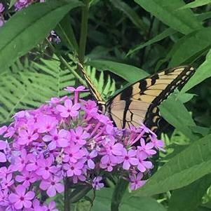 Phlox paniculata Jeana