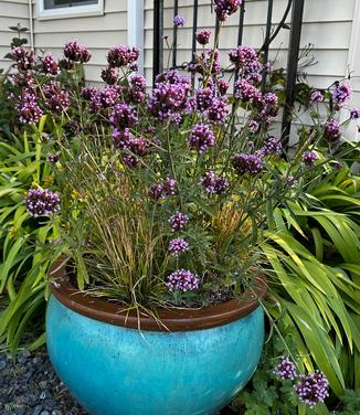 Verbena bonariensis - Vervain from Pleasant Run Nursery