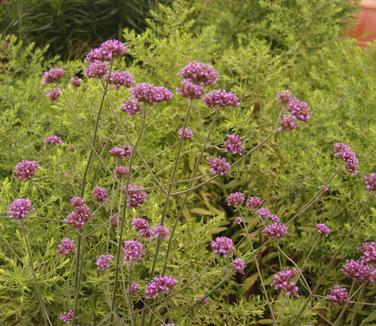 Verbena bonariensis