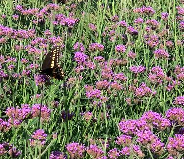 Verbena bonariensis - Vervain from Pleasant Run Nursery