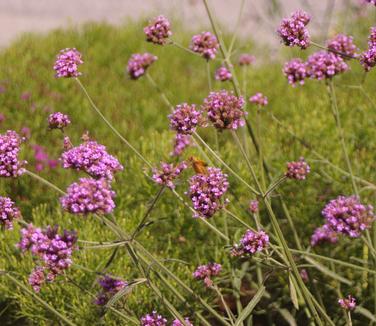 Verbena bonariensis