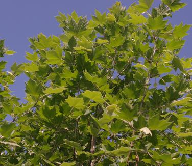 Platanus x acerifolia Exclamation!