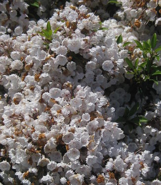 Kalmia latifolia Elf (Tower Hill)