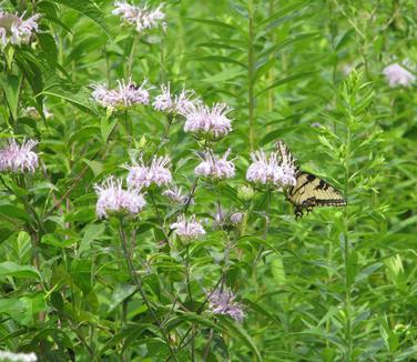 Monarda fistulosa (Photo: New Moon Nursery)