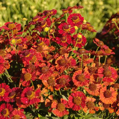 Helenium autumnale Mariachi™ 'Salsa'