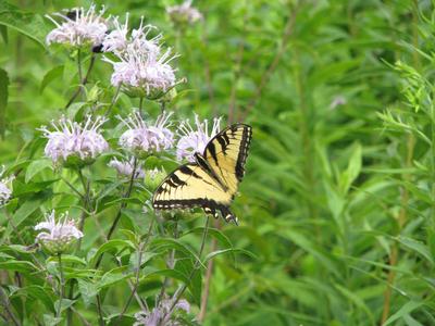 Monarda fistulosa (Photo: New Moon Nursery)