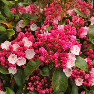 Kalmia latifolia Carol