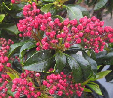 Kalmia latifolia Olympic Fire 