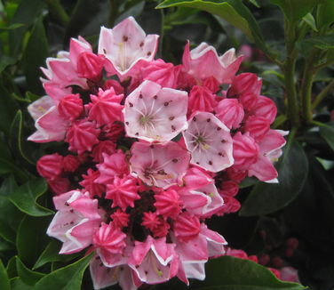 Kalmia latifolia Olympic Fire