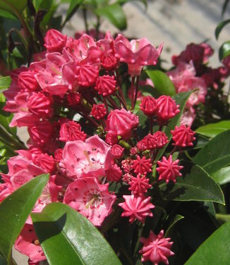 Kalmia latifolia Olympic Fire