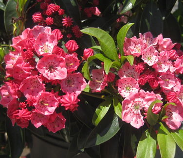 Kalmia latifolia Olympic Fire