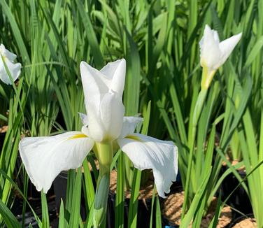 Iris ensata 'Moonlight Waves'