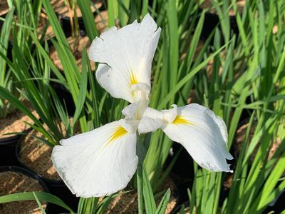 Iris ensata Moonlight Waves