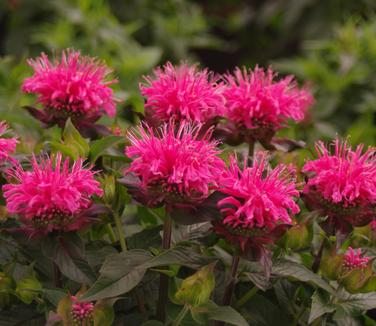 Monarda x Sugar Buzz 'Bubblegum Blast' 