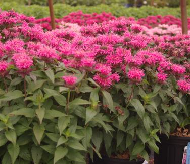 Monarda x Sugar Buzz 'Bubblegum Blast' 