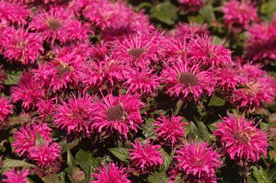 Monarda x Sugar Buzz 'Bubblegum Blast' 