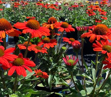 Echinacea purpurea Kismet 'Intense Orange' 