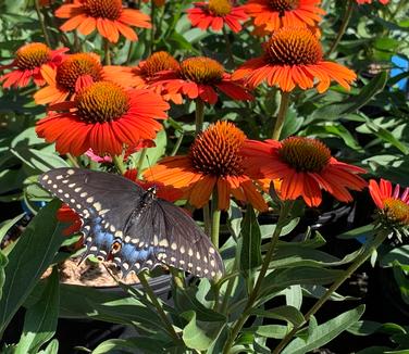 Echinacea purpurea Kismet 'Intense Orange' 