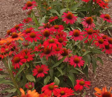 Echinacea purpurea Kismet 'Intense Orange'