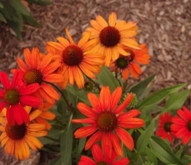 Echinacea purpurea Kismet 'Intense Orange'