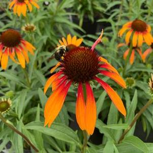 Echinacea purpurea Fiery Meadow Mama