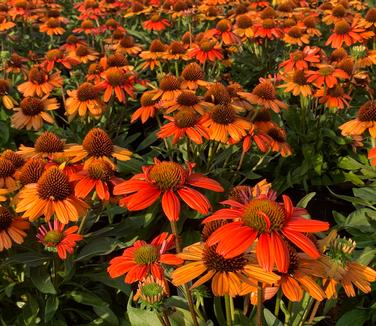 Echinacea purpurea Kismet® 'Intense Orange' -Coneflower from Pleasant Run Nursery